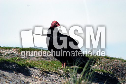 Truthahngeier (10 von 14).jpg